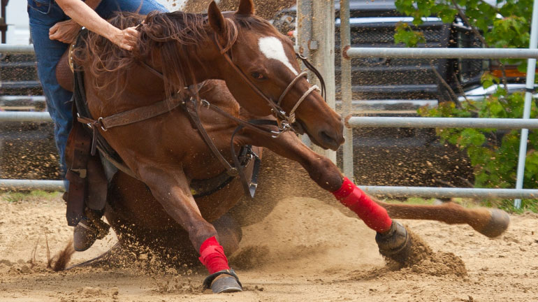 A horse with properly maintained hooves stumbling with its rider.